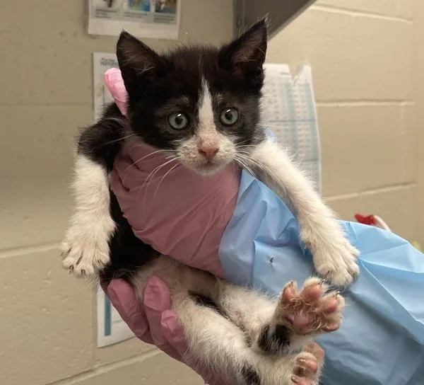 A baby small-sized male Domestic Short Hair cat named Hal for adoption in El Cajon, CA