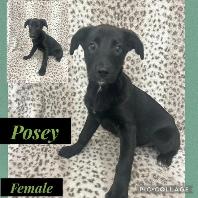 A baby medium-sized female Labrador Retriever dog named Posey for adoption in Manchester, CT