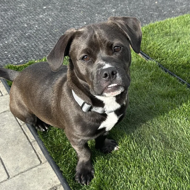 An adult medium-sized female English Bulldog dog named Burro for adoption in Los Angeles, CA