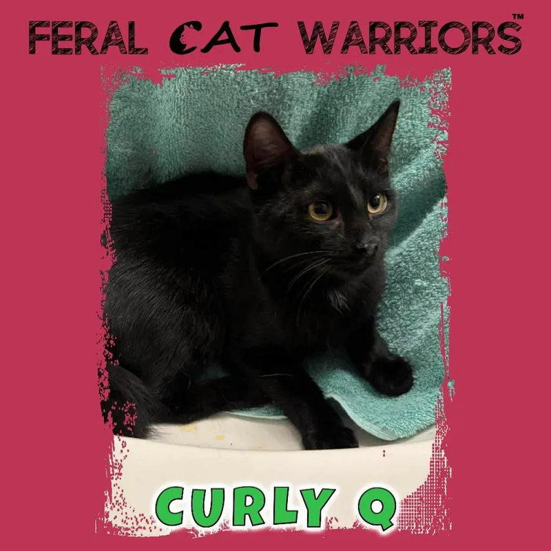 A baby small-sized male Black Domestic Short Hair cat named Curly Q for adoption in Kingman, AZ