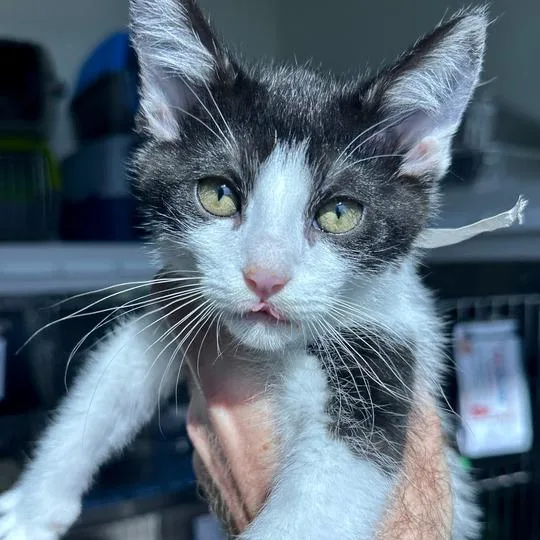 A baby small-sized male Black Domestic Short Hair cat named Ethan for adoption in Matteson, IL
