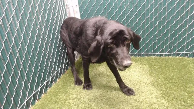 A senior medium-sized female Labrador Retriever dog named Sheila for adoption in Downey, CA
