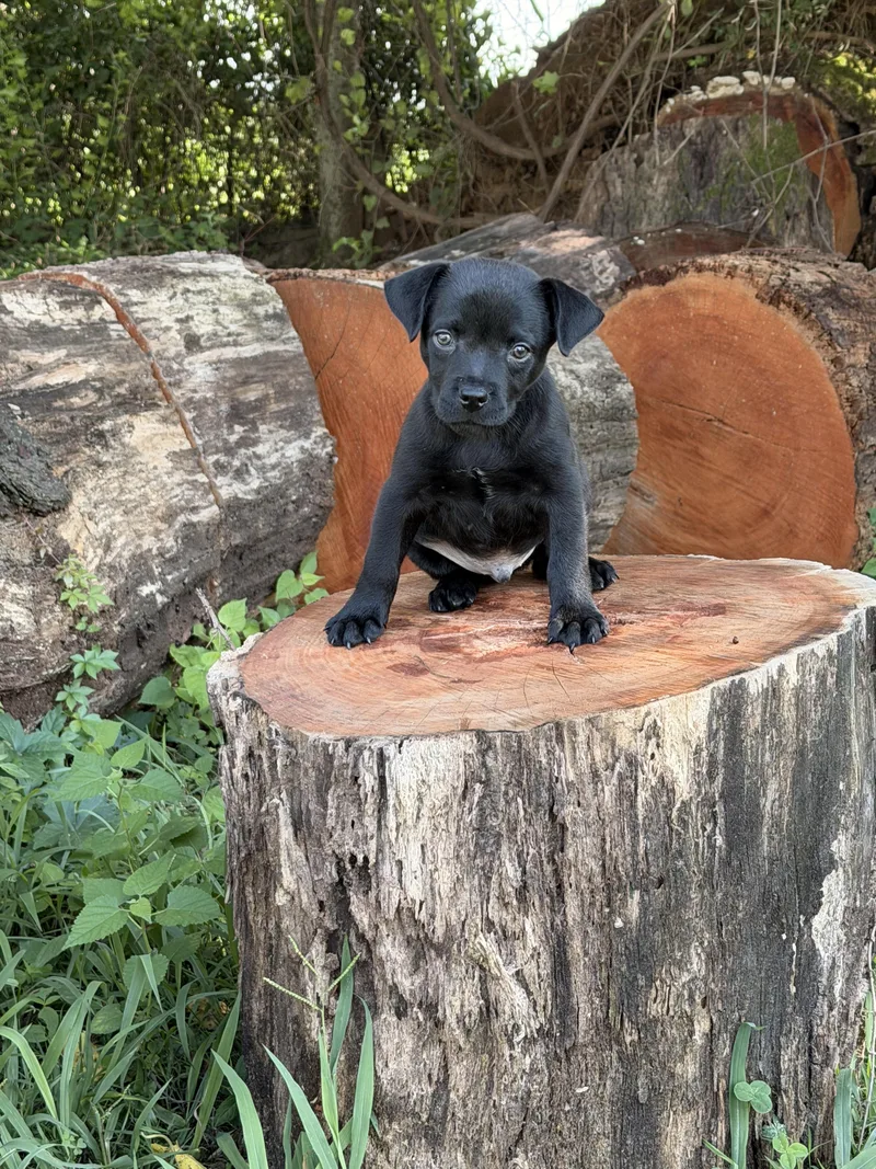 A baby medium-sized male Labrador Retriever dog named Hydro for adoption in Mount Juliet, TN
