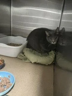 An adult large-sized male Domestic Short Hair cat named Cole for adoption in Trenton, NJ