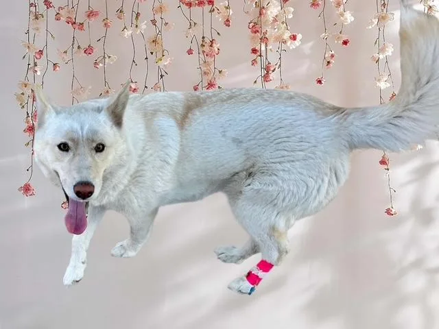 An adult medium-sized female Siberian Husky dog named Daisy for adoption in Tucson, AZ
