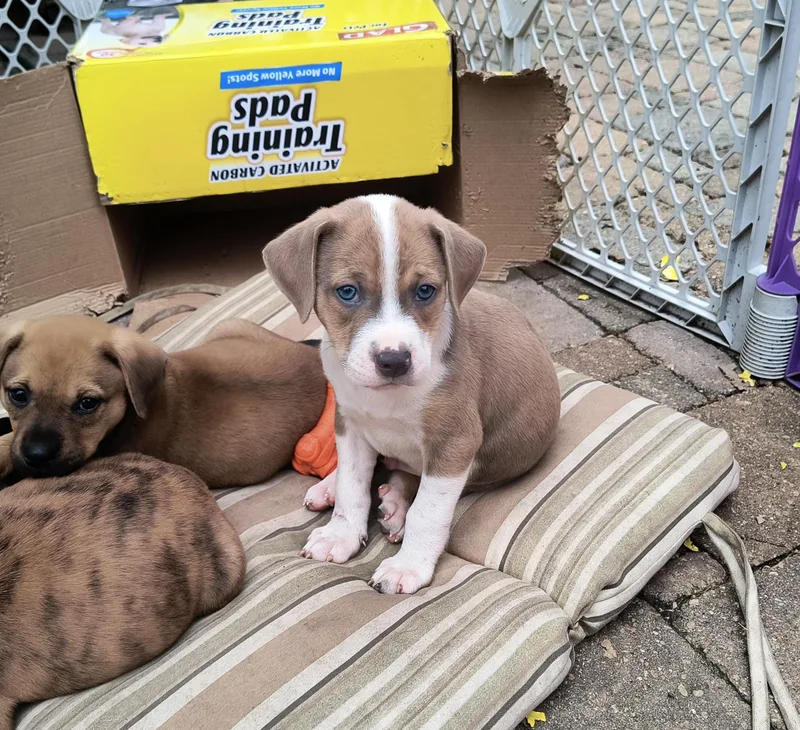 A baby medium-sized male Boxer dog named Clancy for adoption in Aurora, IL
