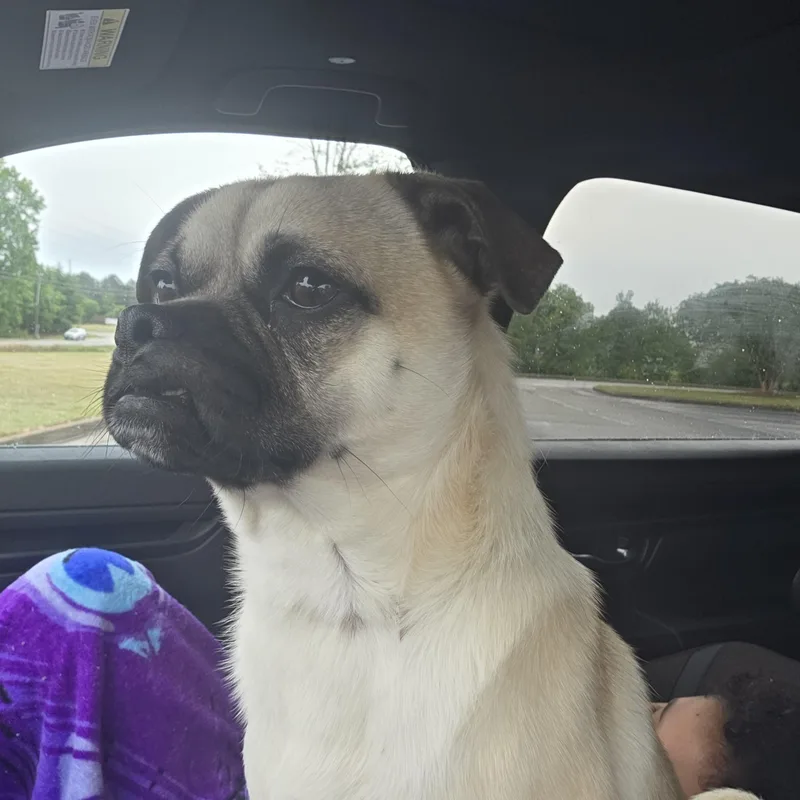 Pugsly