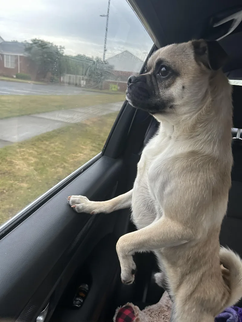 Pugsly thumbnail 2