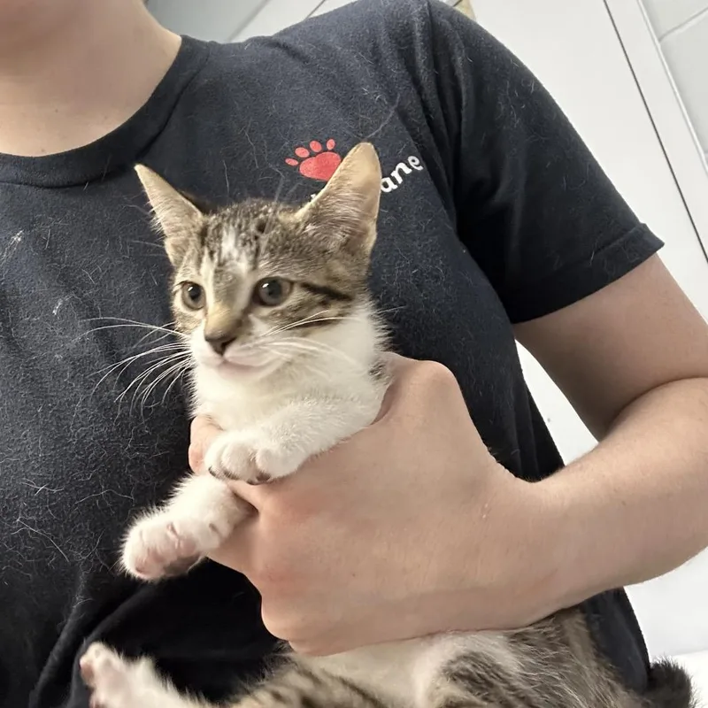 A baby small-sized male Brown / Chocolate Domestic Short Hair cat named Frosted Flakes for adoption in Indianapolis, IN