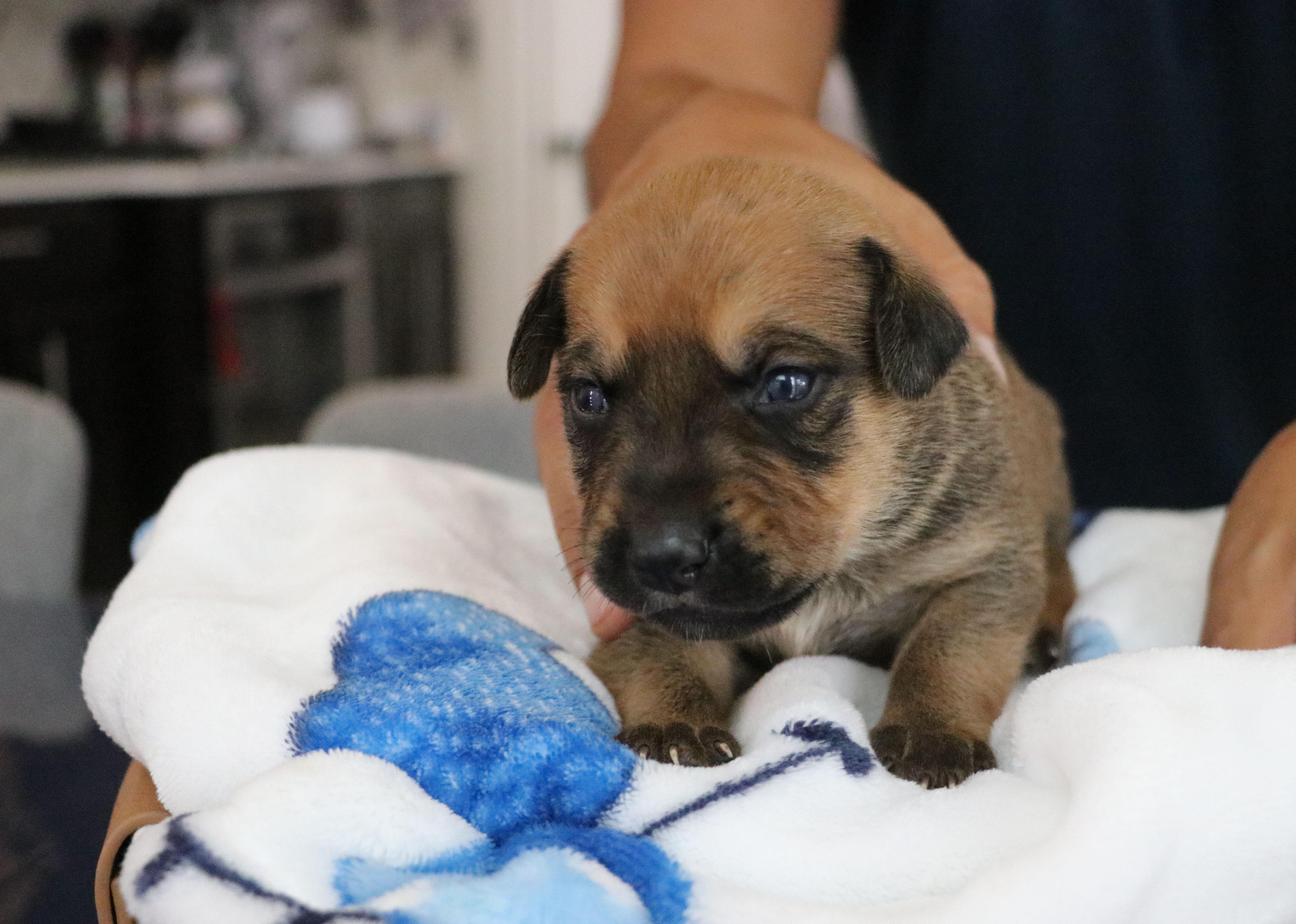 A baby medium-sized male Tricolor (Brown, Black, & White) Mixed Breed dog named Scratch for adoption in Pflugerville, TX