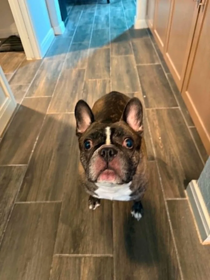 An adult medium-sized male Brindle French Bulldog dog named Buddy Roo ML for adoption in Austin, TX