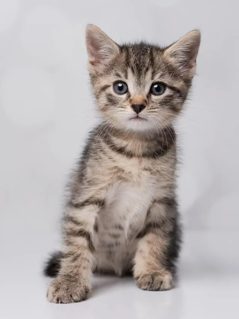 A baby medium-sized female Torbie cat named Sticky Toffee Pudding for adoption in Kenhorst, PA
