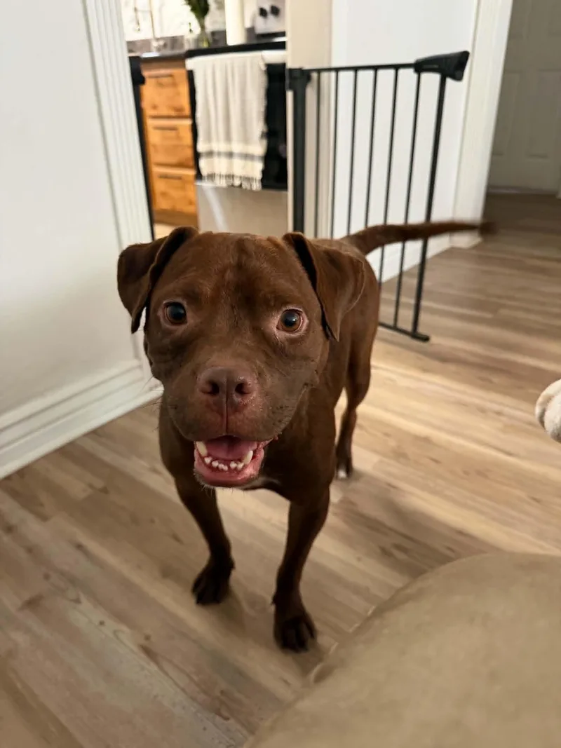 An adult medium-sized male Pit Bull Terrier dog named Mitch for adoption in Salt Lake City, UT