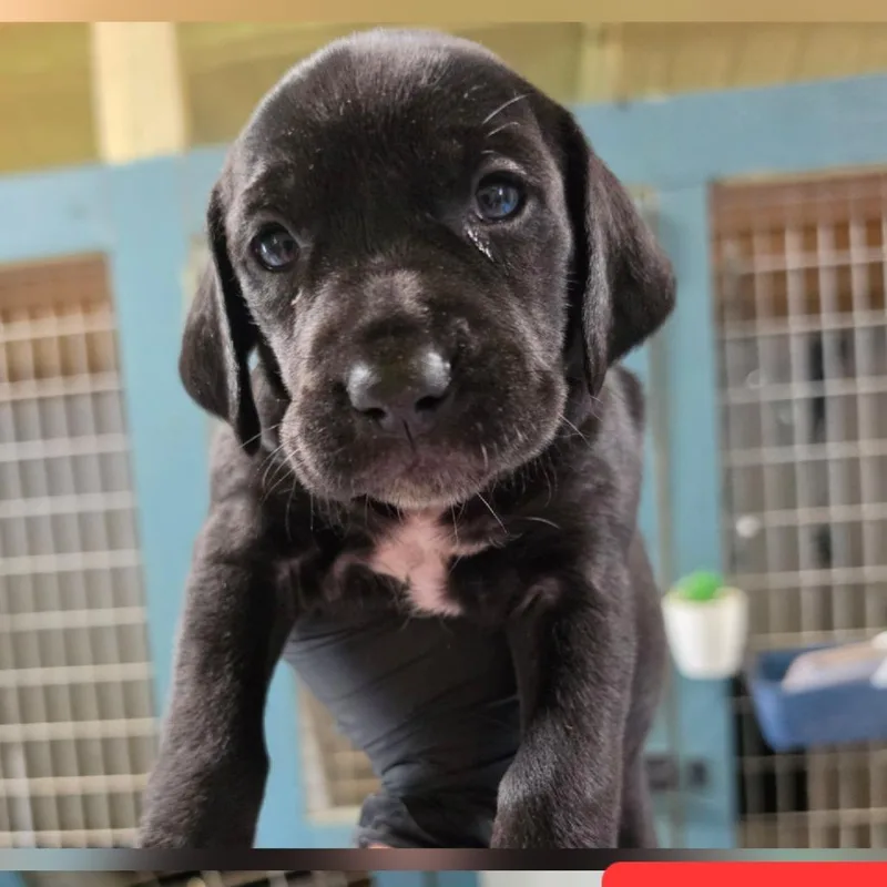 A baby small-sized female Bluetick Coonhound dog named Fern for adoption in Chesapeake, VA