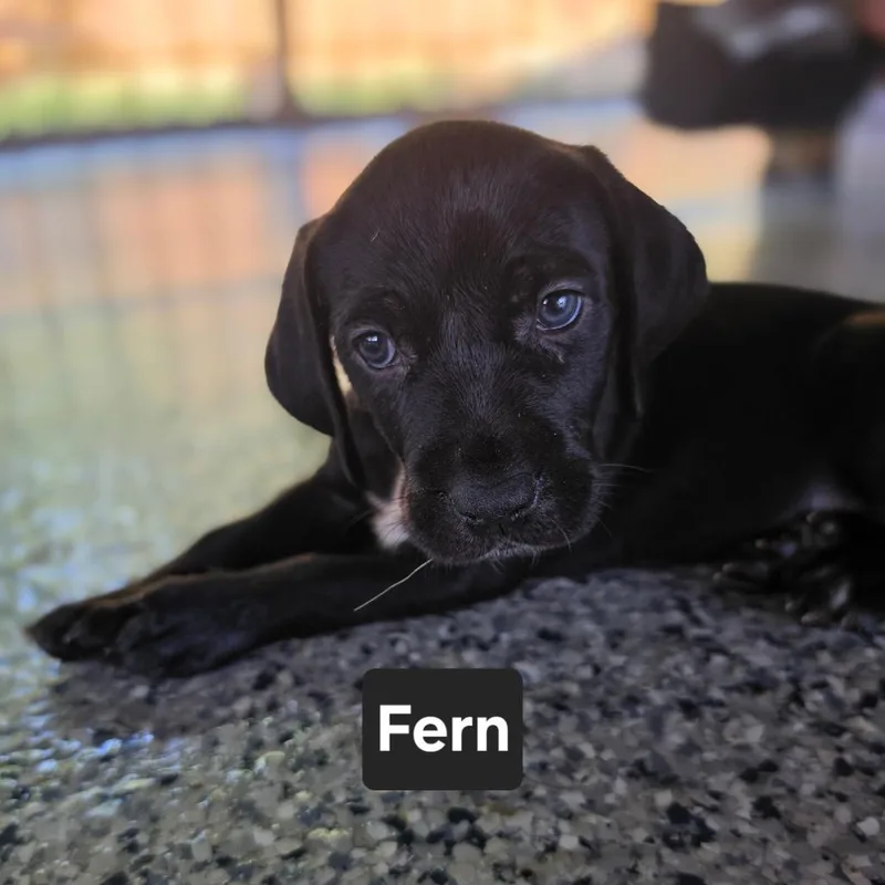 Fern thumbnail 4