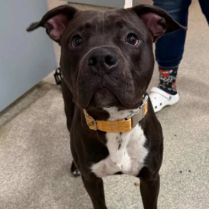 An adult large-sized male Black Mixed Breed dog named Vinny for adoption in Jacksonville, FL