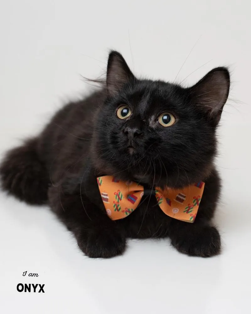 A baby small-sized male Domestic Long Hair cat named Onyx for adoption in Boone, IA