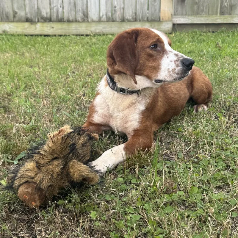A baby medium-sized male Basset Hound dog named Rosco for adoption in Montgomery, TX