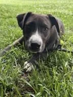 A young medium-sized female Labrador Retriever dog named Betty for adoption in Madison, NJ