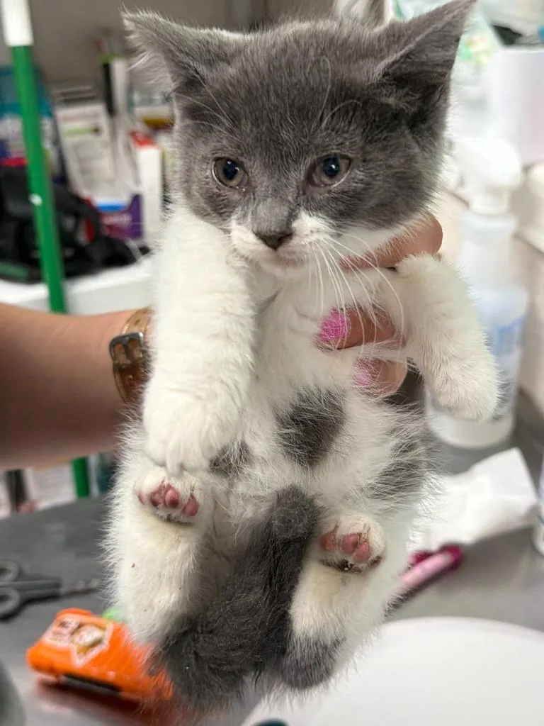 A baby medium-sized female Domestic Short Hair cat named Catherine for adoption in Pomona, NY