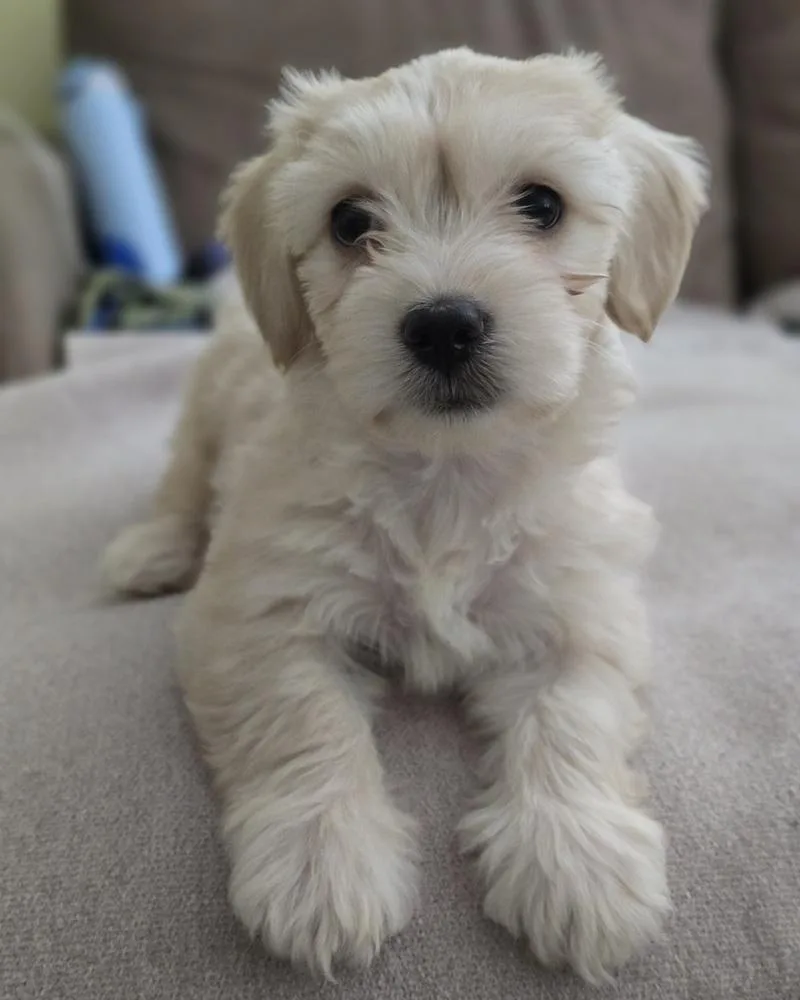 Sofia