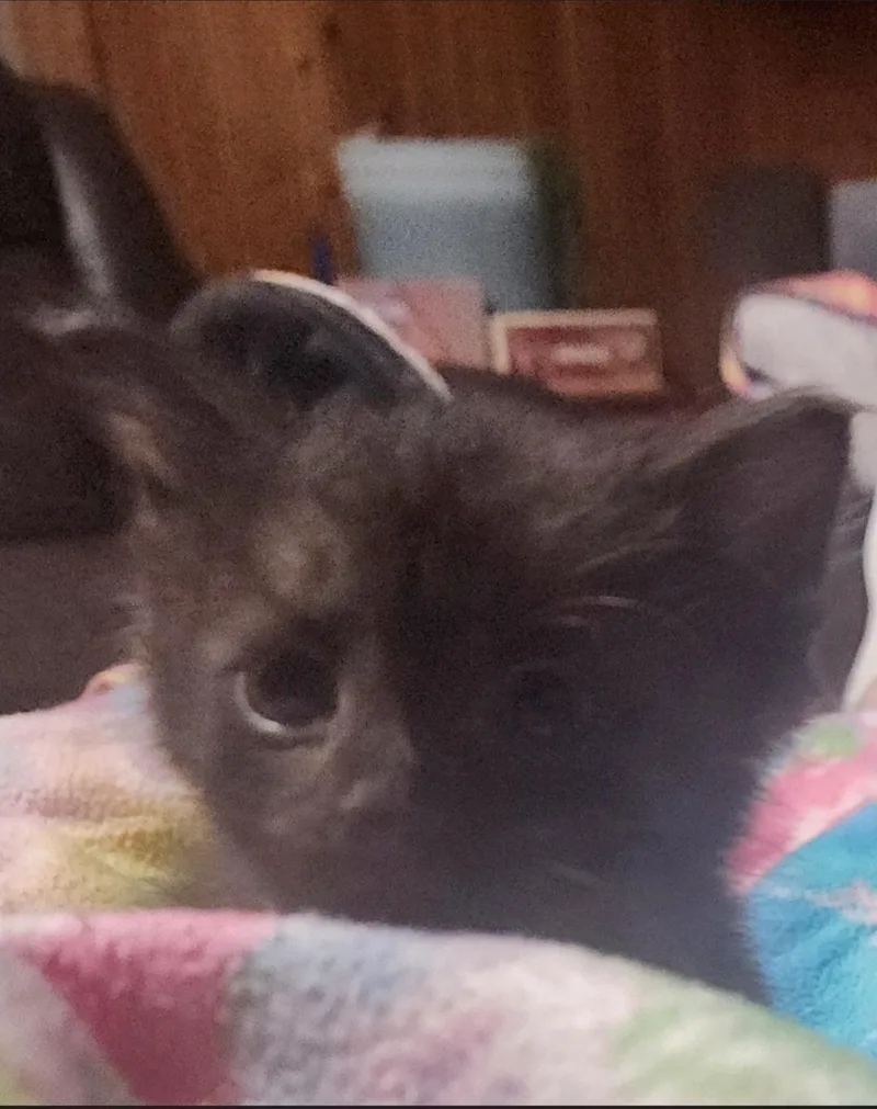 A baby large-sized male Gray / Blue / Silver Domestic Medium Hair cat named Taulouse for adoption in Jamestown, ND
