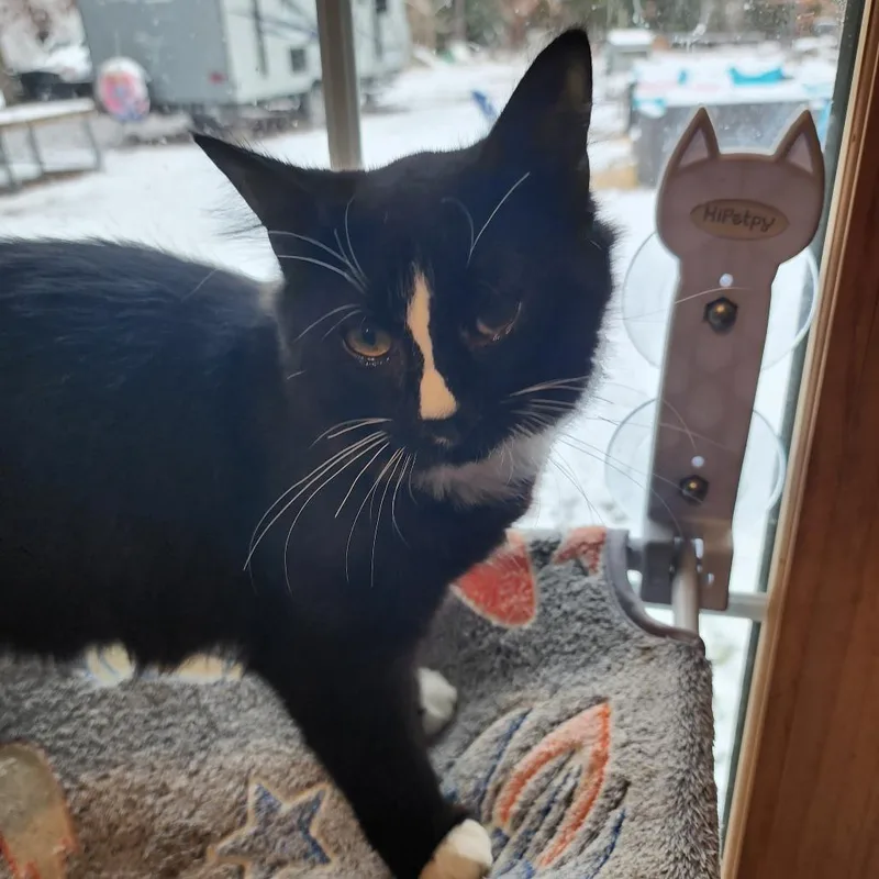 Magic Mountain thumbnail 2