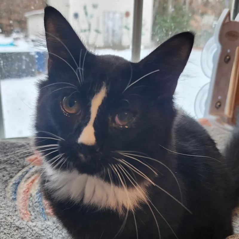 Magic Mountain thumbnail 3