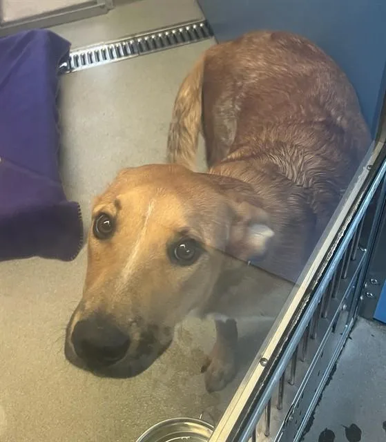 A young large-sized male Labrador Retriever dog named Caramel for adoption in Mesa, AZ