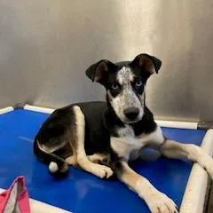 A baby medium-sized female Husky dog named YORKStray for adoption in York, PA