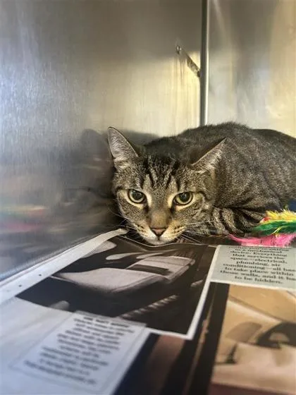An adult small-sized male Domestic Short Hair cat named Russell for adoption in Largo, FL