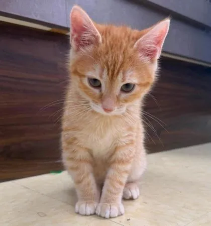 A baby small-sized male Orange / Red Domestic Short Hair cat named Rotary Phone for adoption in Kansas City, MO