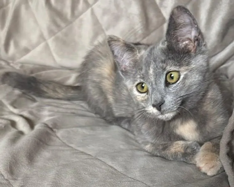 A baby medium-sized female Dilute Tortoiseshell Domestic Short Hair cat named Addison for adoption in Morgantown, WV