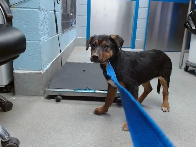 A baby small-sized female German Shepherd Dog dog named Biscochito for adoption in Albuquerque, NM