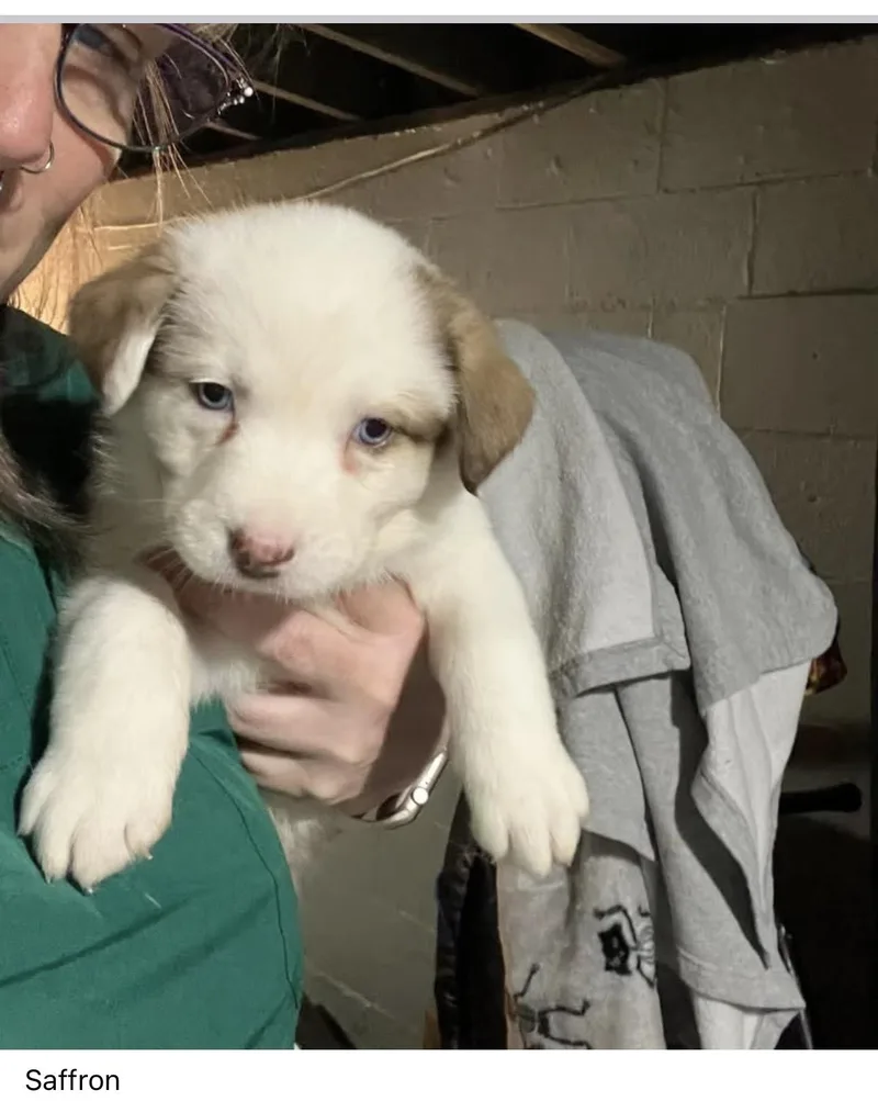 A baby medium-sized female White / Cream Australian Shepherd dog named Saffron for adoption in Plain City, OH