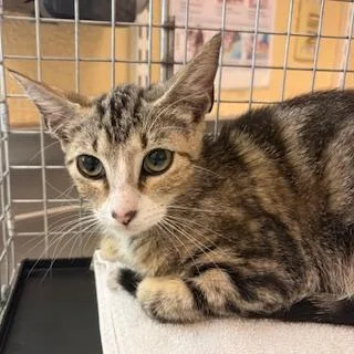 A young small-sized female Domestic Short Hair cat named Lilly for adoption in Fort Myers, FL