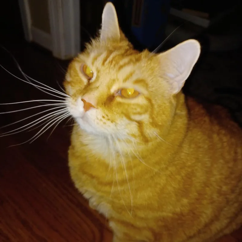 An adult small-sized male Orange / Red Domestic Short Hair cat named Maxx for adoption in Lynchburg, VA