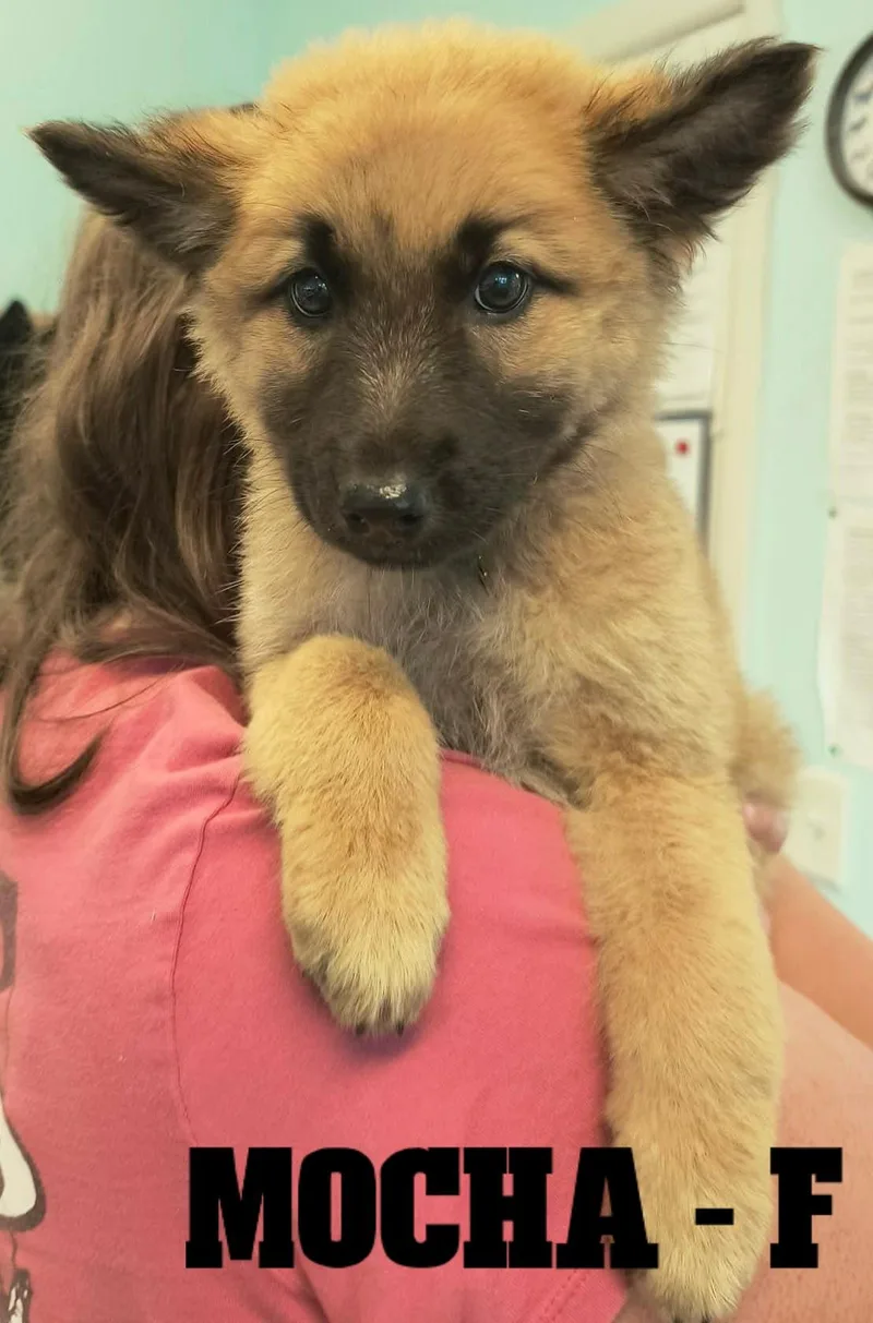 A young large-sized male Yellow / Tan / Blond / Fawn German Shepherd Dog dog named Fall Pups Girls and for adoption in Weaverville, CA