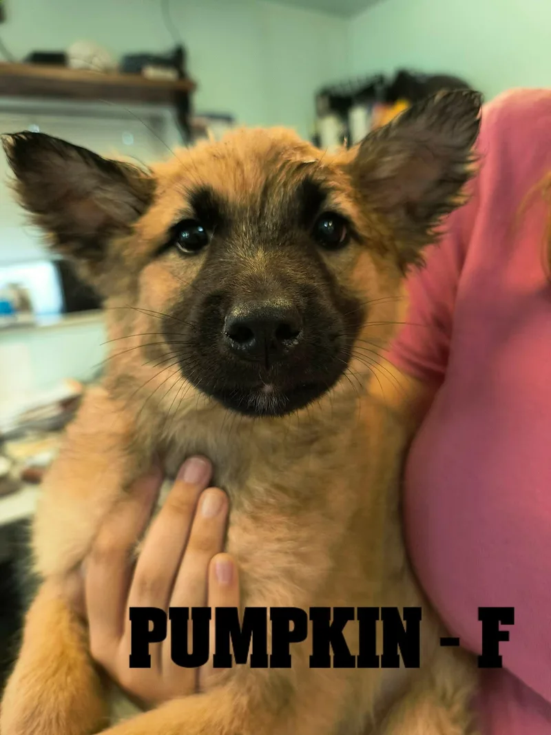 Fall Pups Girls and thumbnail 2