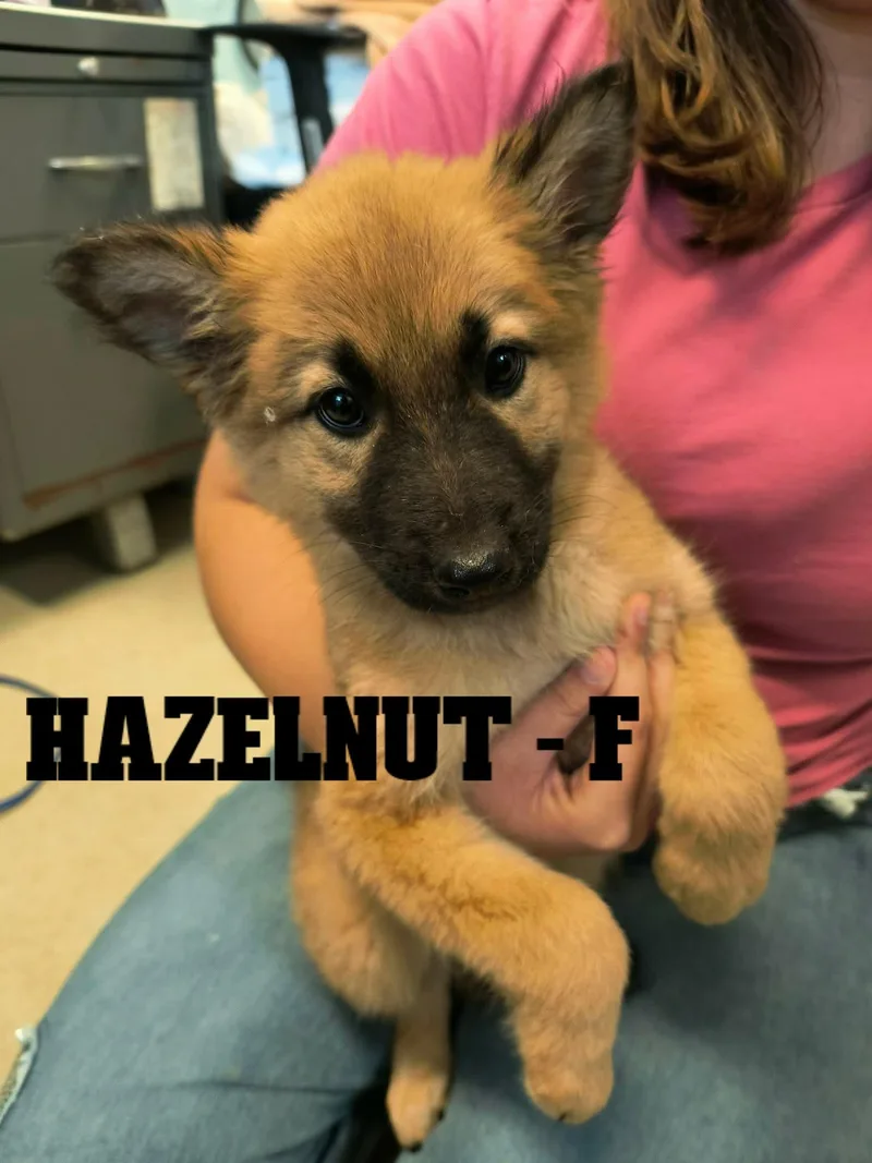 Fall Pups Girls and thumbnail 3