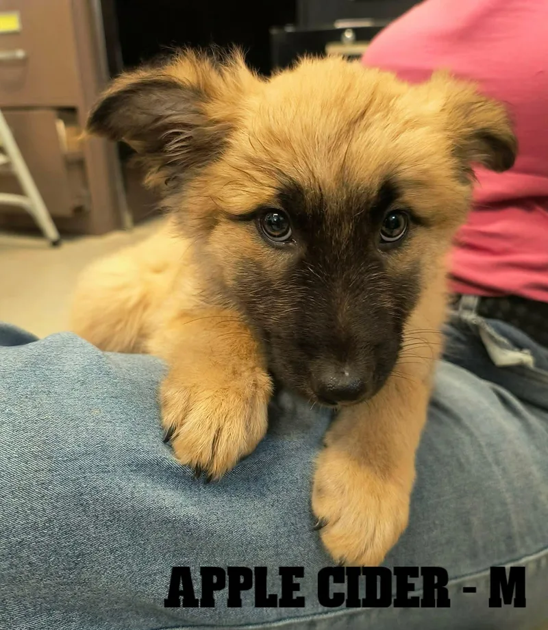Fall Pups Girls and thumbnail 4