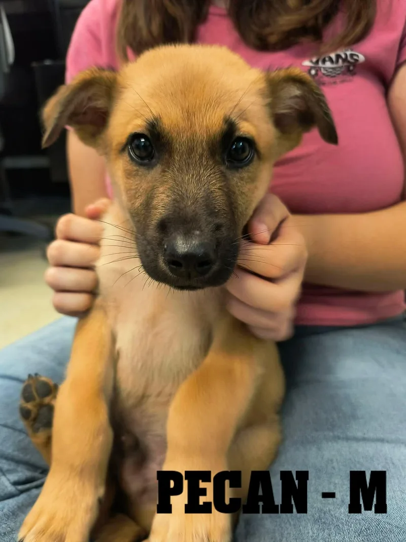 Fall Pups Girls and thumbnail 5