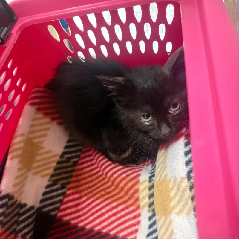 A baby small-sized male Black Domestic Short Hair cat named Spirit for adoption in Pekin, IL