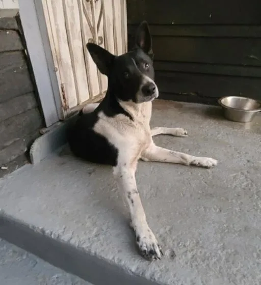 Mr. Cooper Border Collie