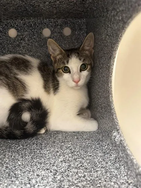 A young medium-sized female Domestic Short Hair cat named Siena for adoption in Naples, FL