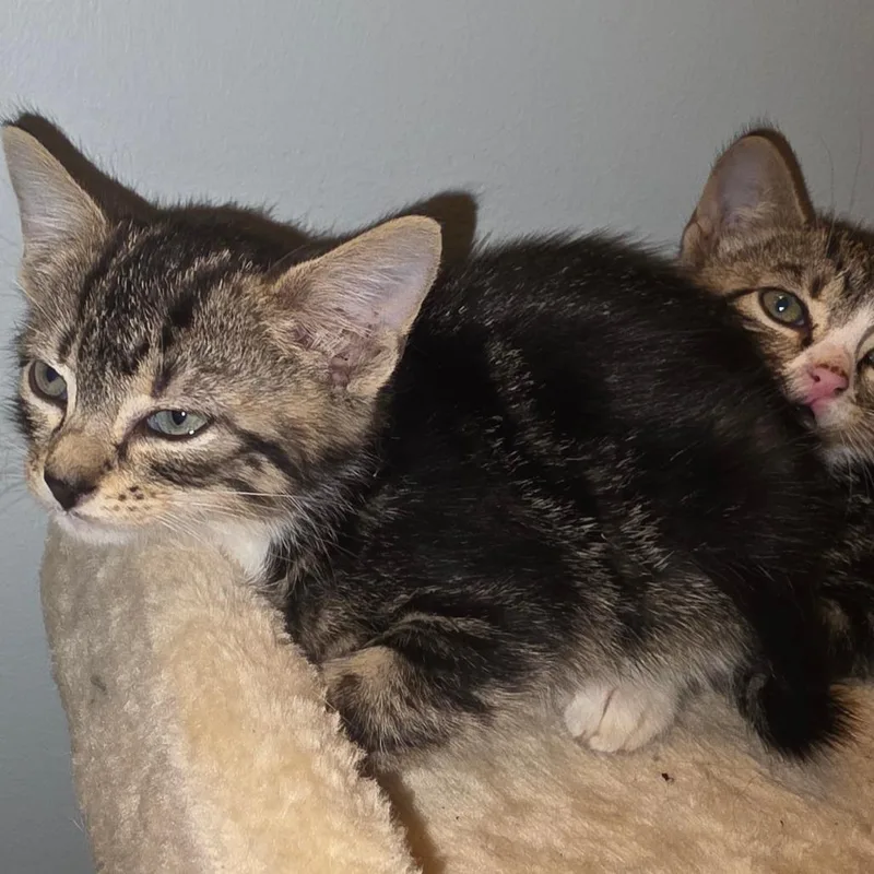 A baby small-sized female Domestic Short Hair cat named Monia for adoption in Bedford, NH