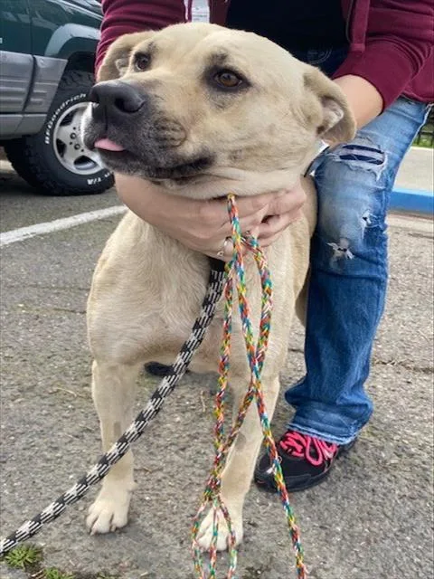 Princessa thumbnail 2