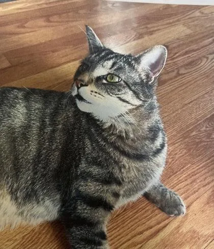 An adult large-sized male Domestic Short Hair cat named Stormy for adoption in Fairfax, VA