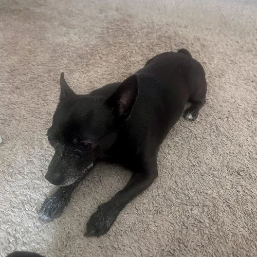 An adult small-sized male Black Chihuahua dog named Cappuccino for adoption in Plantation, FL