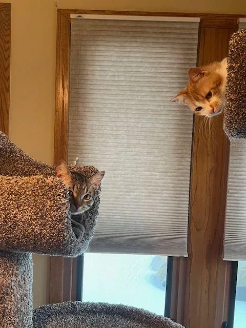 Lucy Lou thumbnail 4